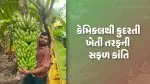 Natural Farming Gujarat: પિતાનું કેન્સરમાં મૃત્યુ થતાં કલ્પેશ પટેલે રાસાયણિક ખાતર ત્યજી પ્રાકૃતિક ખેતી અપનાવી, આજે દેશમાં 'રોલ મોડેલ' બન્યા