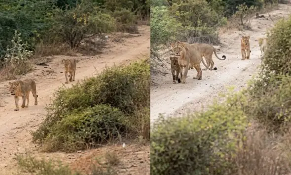 wild-life-conservation-bhavnagar-railway-divisions-vigilance-loco-pilots-punctuality-saved-the-lives-of-six-lions