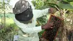 World Bee Day: ખેડૂતોની આર્થિક પ્રગતિનું 'મીઠું' માધ્યમ, 'સ્વીટ રિવોલ્યુશન' તરફ વળતું ગુજરાત; ખેતીની સાથે વધારાની આવક