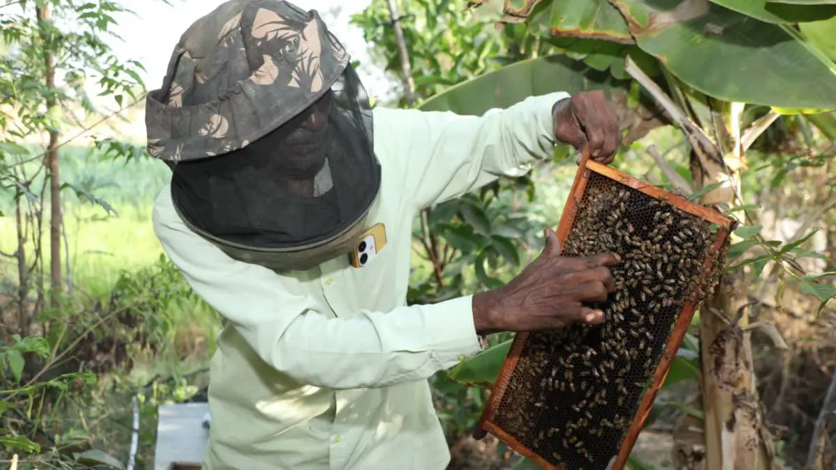 special-story-on-world-bee-day-2026-gujarat-moving-towards-sweet-revolution-additional-income-with-agriculture