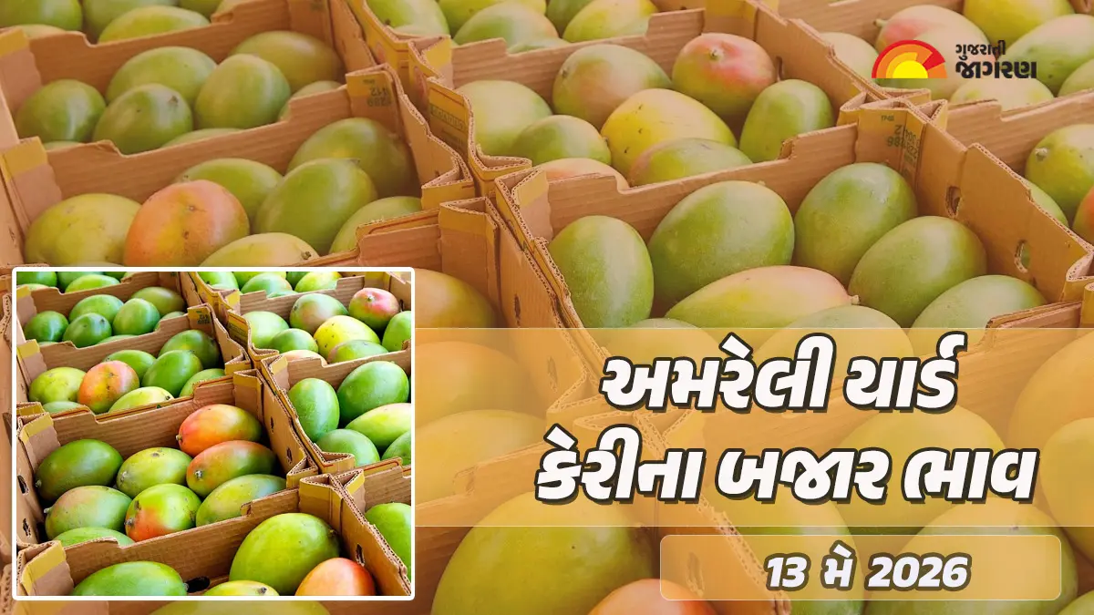 Mango Prices in Amreli: અમરેલી માર્કેટ યાર્ડમાં કેસર કેરીની 90 ક્વિન્ટલ આવક, જાણો 20 કિલોનો કેટલો ભાવ બોલાયો