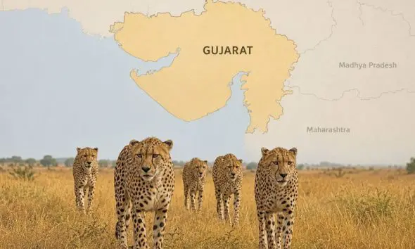 gujarat-kutch-banni-grasslands-to-become-new-home-for-african-cheetahs