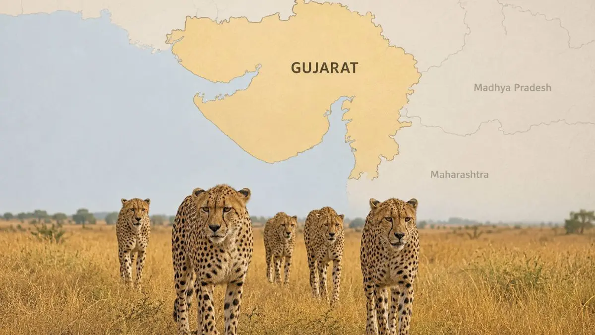 કુનો પછી હવે 'ગુજરાત' બનશે ચિત્તાઓનું નવું સરનામું: આફ્રિકન ચિત્તાઓને કચ્છમાં વસાવવામાં આવશે