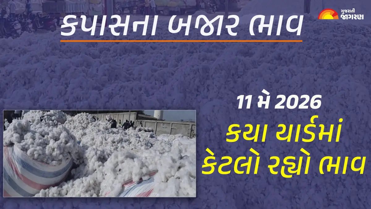 Cotton Price Today in Gujarat: ગુજરાતના 23 યાર્ડના કપાસના આજના બજાર ભાવ, જાણો કયા યાર્ડમાં ઊંચા-નીચા ભાવ શું રહ્યા?