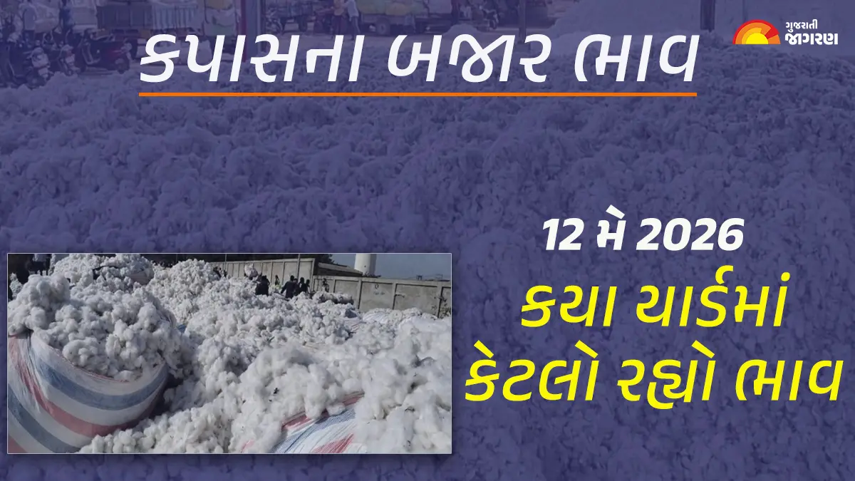 Cotton Price Today in Gujarat: ગુજરાતના 18 યાર્ડના કપાસના આજના બજાર ભાવ, જાણો કયા યાર્ડમાં ઊંચા-નીચા ભાવ શું રહ્યા?