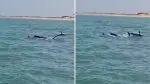 VIDEO: દ્વારકાના શિવરાજપુર બીચ પર અદભુત નજારો: દરિયામાં ડોલ્ફિનનું ટોળું જોવા મળતાં પ્રવાસીઓમાં રોમાંચ