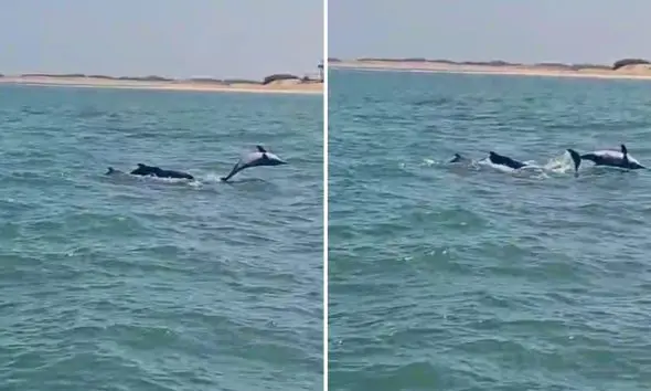 shivrajpur-beach-dwarka-dolphin-sighting-amazes-tourists-watch