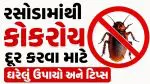 ઘરના રસોડા અને બાથરૂમમાંથી કોકરોચને કાયમી ભગાડવા અપનાવો આ 4 સસ્તા ઘરેલું નુસખા