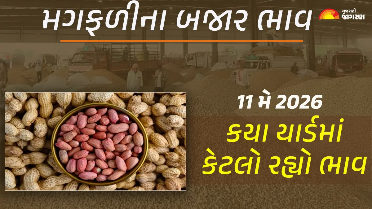 Groundnut Prices in Gujarat (11 May 2026): ગુજરાતના 23 યાર્ડના મગફળીના આજના બજાર ભાવ, જાણો કયા યાર્ડમાં ઊંચા-નીચા ભાવ શું રહ્યા?