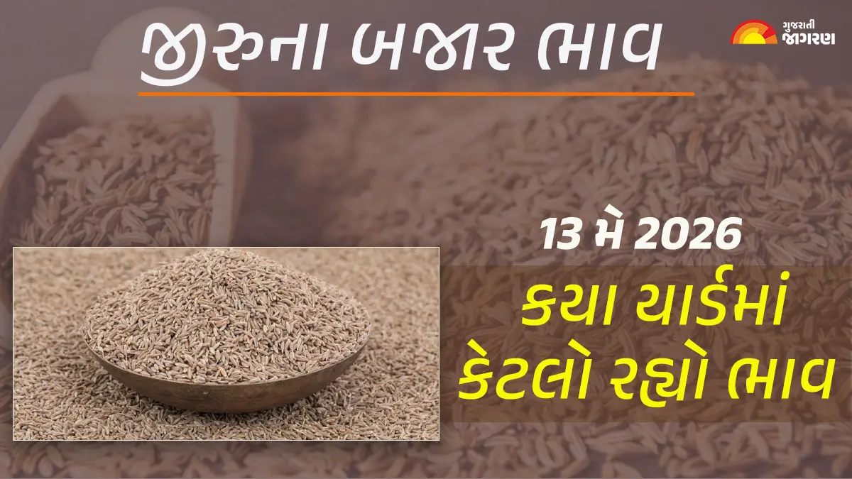 Jeera Price Today in Gujarat: ગુજરાતમાં 24 યાર્ડના જીરાના આજના બજાર ભાવ, જાણો કયા યાર્ડમાં ઊંચા-નીચા ભાવ શું રહ્યા?