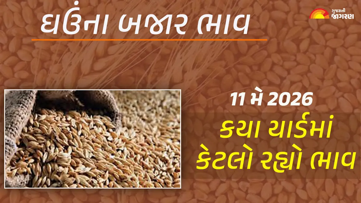 Wheat Prices in Gujarat (11 May 2026): ગુજરાતના 53 યાર્ડના ઘઉંના આજના બજાર ભાવ, જાણો કયા યાર્ડમાં ઊંચા-નીચા ભાવ શું રહ્યા?