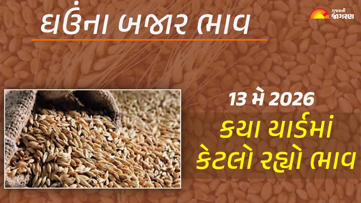 Wheat Prices in Gujarat (13 May 2026): ગુજરાતમાં 55 યાર્ડના ઘઉંના આજના બજાર ભાવ, જાણો કયા યાર્ડમાં ઊંચા-નીચા ભાવ શું રહ્યા?