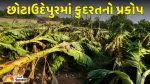 છોટાઉદેપુર જિલ્લામાં વાવાઝોડા સાથે તોફાની વરસાદનો કહેર, કેળ-મકાઈનો પાક જમીનદોસ્ત થયો
