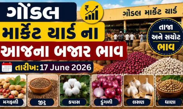 apmc-gondal-apmc-market-yard-aaj-na-bajar-bhav-17-june-2026