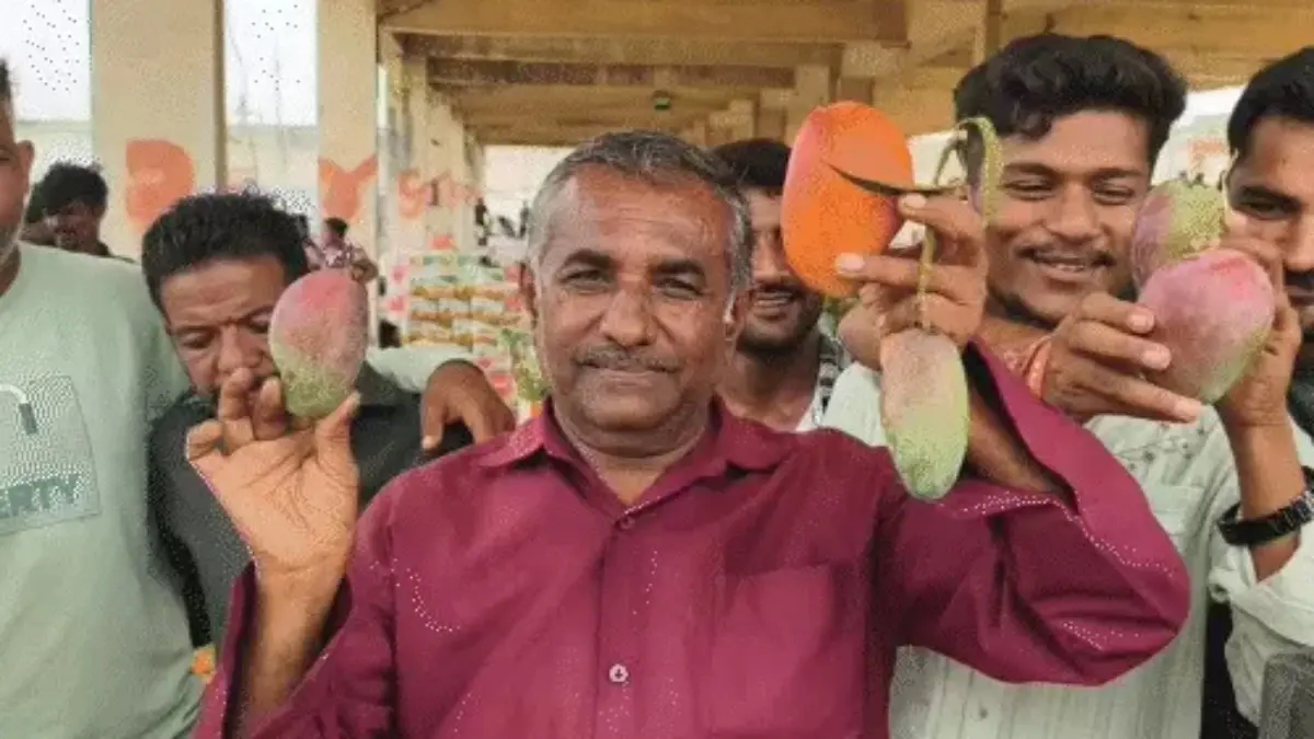 porbandar-japanese-miyazaki-afghanistan-noorjahan-mango-auction-gujarat