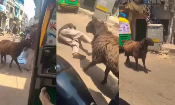 surat-news-sheep-attack-on-3-in-limbayat-video-goes-viral