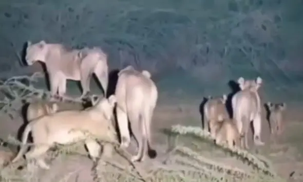 amreli-news-herd-of-10-lions-spotted-near-devla-village-in-dhari
