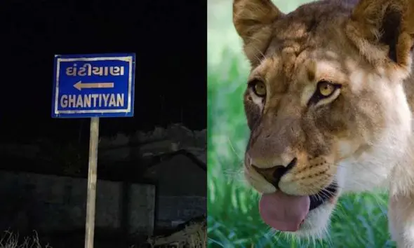 amreli-bagasra-ghantiyan-lioness-attacked-seven-year-old-child-death