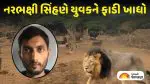 Amreli Lioness Attack: રાજુલાના કોવાયા ગામે નરભક્ષી સિંહણનો આતંક, યુવકને ફાડી ખાધો; ક્ષત-વિક્ષત અંગો અને નોંચાયેલું માથું જ મળ્યું
