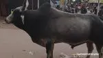 Panchmahal News: મોરવા હડફમાં બળદે હુમલો કરતા લાકડું પશુપાલકની આંખમાં ખૂંચ્યું, સારવાર અર્થે અમદાવાદ ખસેડાયા
