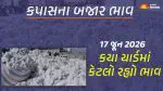 Cotton Price Today in Gujarat: ગુજરાતમાં 15 યાર્ડના કપાસના આજના બજાર ભાવ, જાણો કયા યાર્ડમાં ઊંચા-નીચા ભાવ શું રહ્યા?
