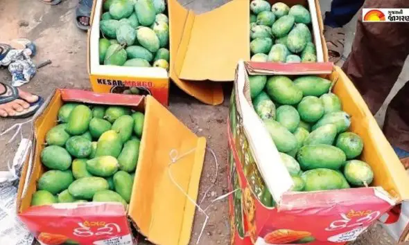 gir-kesar-mango-record-harvest-2-86-lakh-boxes-talala