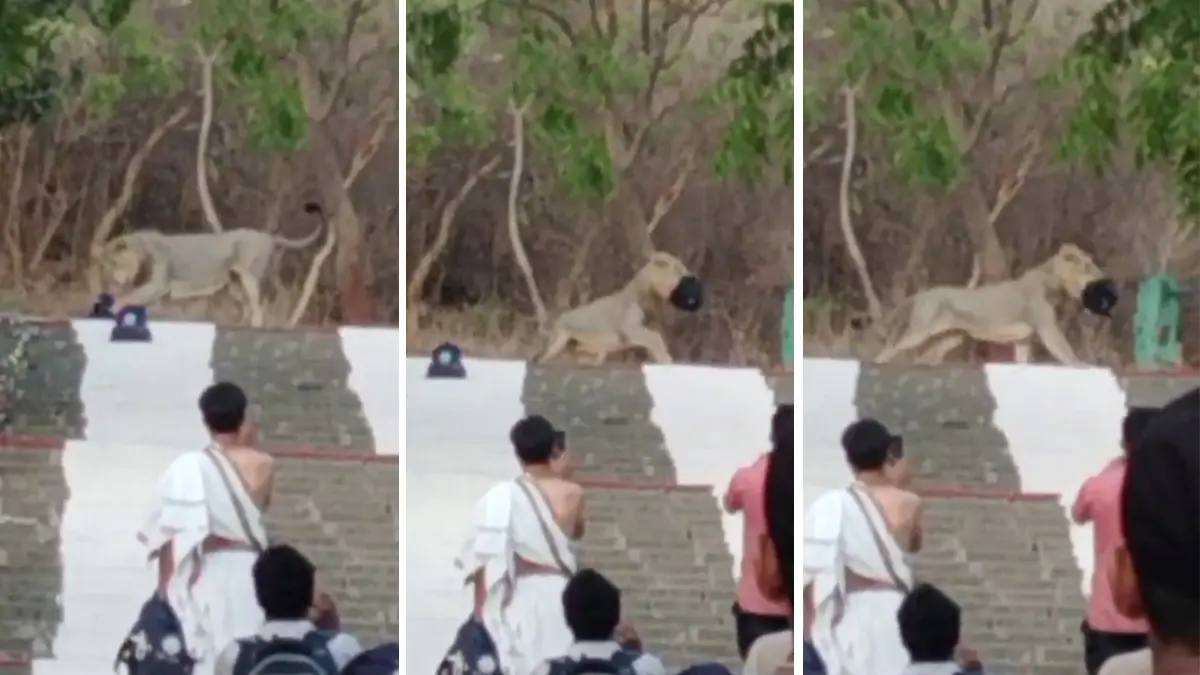 gir-lion-enters-shetrunjay-hill-in-palitana-snatches-pilgrims-bag-and-runs-into-forest