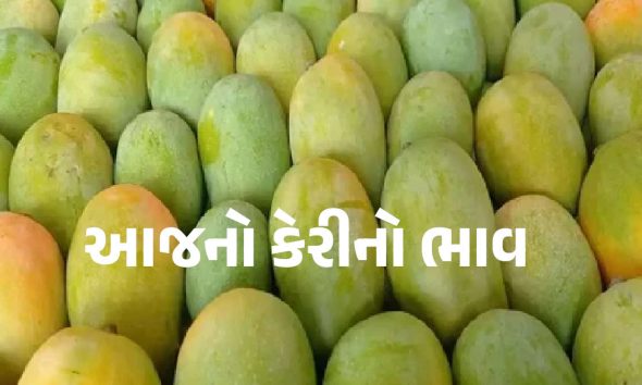 kesar-mango-price-ahmedabad-11-june-2026