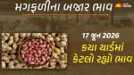 Groundnut Prices in Gujarat (17 June 2026): ગુજરાતમાં 35 યાર્ડના મગફળીના આજના બજાર ભાવ, જાણો કયા યાર્ડમાં ઊંચા-નીચા ભાવ શું રહ્યા?