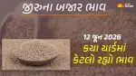 Jeera Price Today in Gujarat: ગુજરાતમાં 23 યાર્ડના જીરાના આજના બજાર ભાવ, જાણો કયા યાર્ડમાં ઊંચા-નીચા ભાવ શું રહ્યા?