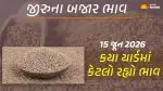 Jeera Price Today in Gujarat: ગુજરાતમાં 25 યાર્ડના જીરાના આજના બજાર ભાવ, જાણો કયા યાર્ડમાં ઊંચા-નીચા ભાવ શું રહ્યા?