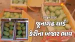 Mango Prices in Junagadh: જૂનાગઢ માર્કેટ યાર્ડમાં 238 ક્વિન્ટલ કાચી કેરીની આવક, જાણો 20 કિલોનો કેટલો ભાવ બોલાયો