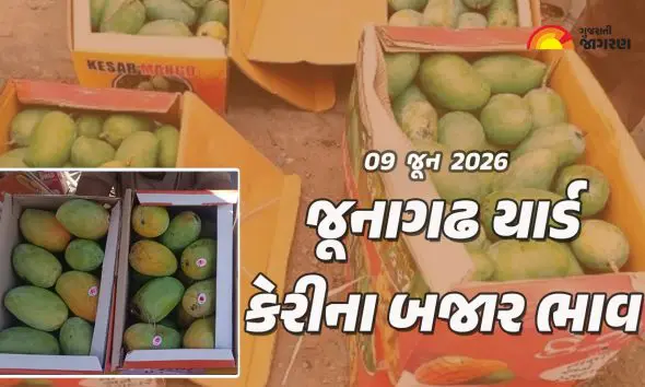 kesar-mango-price-apmc-junagadh-09-june-2026