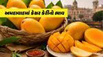 Kesar Mango Price in Ahmedabad | 17 જૂન 2026 ના રોજ અમદાવાદમાં કેસર કેરીનો આજનો ભાવ શું છે? ચેક કરો 1 કિલો અને 10 કિલો બોક્સના લેટેસ્ટ રેટ