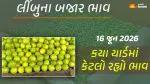 Lemon Prices in Gujarat (16 June 2026): ગુજરાતમાં 16 યાર્ડના લીંબુના આજના બજાર ભાવ, જાણો કયા યાર્ડમાં ઊંચા-નીચા ભાવ શું રહ્યા?