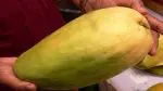 Noor Jahan Mango: 3800 રૂપિયામાં વેચાઈ 3.30 કિલોની એક જ કેરી! જાણો 'આમોની મલિકા' નૂરજહાંની વિશેષતાઓ