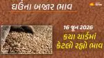 Wheat Prices in Gujarat (16 June 2026): ગુજરાતમાં 53 યાર્ડના ઘઉંના આજના બજાર ભાવ, જાણો કયા યાર્ડમાં ઊંચા-નીચા ભાવ શું રહ્યા?