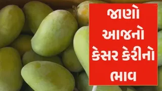 Mango Price in Gondal: ગોંડલ યાર્ડમાં કેસરની બમ્બર આવાક, વરસાદી માહોલ છતાં ભાવમાં કોઈ ઘટાડો નહીં, જાણો લેટેસ્ટ ભાવ