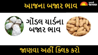 Gondal APMC Price: ગોંડલ માર્કેટિંગ યાર્ડના આજના બજાર ભાવ, ધાણાના ભાવ 2801 બોલાયા, વાંચો તલના ભાવ