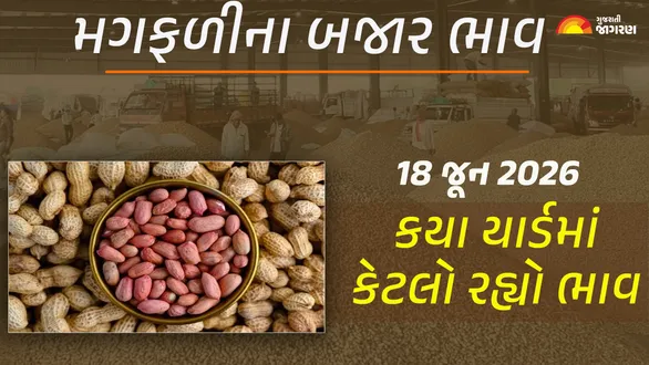 Groundnut Prices in Gujarat (18 june 2026): ગુજરાતમાં 31 યાર્ડના મગફળીના આજના બજાર ભાવ, જાણો કયા યાર્ડમાં ઊંચા નીચા ભાવ શું રહ્યા?
