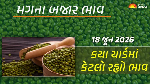 Green Gram Prices in Gujarat (18 june 2026): ગુજરાતમાં 25 યાર્ડના મગના આજના બજાર ભાવ, જાણો કયા યાર્ડમાં ઊંચા નીચા ભાવ શું રહ્યા?
