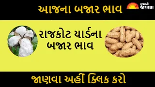 Rajkot APMC Price, 18 June: રાજકોટ માર્કેટયાર્ડમાં મગના ભાવ મણના 1770, ગુવારના ભાવમાં તેજી