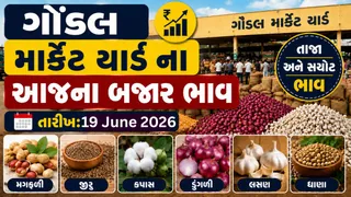 Gondal APMC Price: ગોંડલ માર્કેટિંગ યાર્ડના આજના બજાર ભાવ: મગફળી, ધાણા, કારેલા અને કેળાના ભાવ જૂઓ