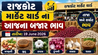 Rajkot APMC Price: રાજકોટ માર્કેટયાર્ડના આજના બજાર ભાવ: કપાસ, તલી, ફલાવર અને પરવરના ભાવ જૂઓ