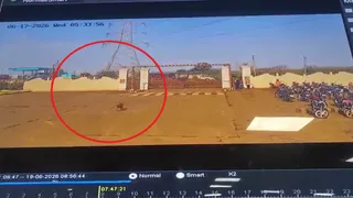 Amreli Lion Attack: રાજુલામાં સિંહનો શિકાર બનેલા પરપ્રાંતિય યુવકનો પગ મોંઢામાં લઈને ભાગતો શ્વાન CCTVમાં કેદ