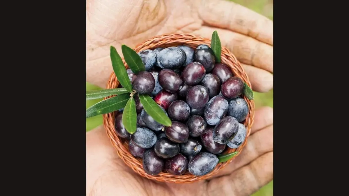 how-many-jamuns-are-safe-to-eat-daily-know-side-effects-of-excess-jamun