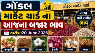 Gondal APMC Price: ગોંડલ માર્કેટિંગ યાર્ડના આજના બજાર ભાવ: વરીયાળી, બાજરો, લીંબુ અને જામફળના ભાવ જાણો