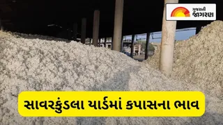  Cotton Price Surge: Big news for Amreli farmers! Savarkundla yard cotton price breaks record, know today's high price

