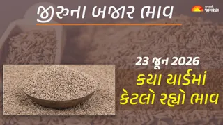Jeera Price Today in Gujarat: Today's market price of 26 yards of Jeera in Gujarat, know what the high and low prices were in which yard?
