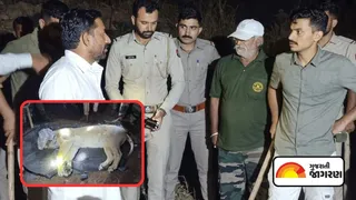Third incident in a month in Amreli: Lioness snatches and eats 5-year-old grandson in front of grandfather, one of two lionesses ends up in cage
